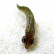 Stickleback with eyes grossly distended due to trematode metacercariae.