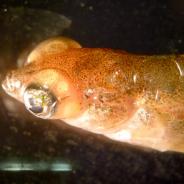 Stickleback with eyes grossly distended due to trematode metacercariae.