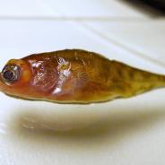 Stickleback with eyes grossly distended due to metacercariae.