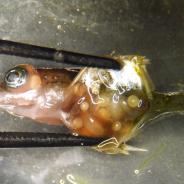 Metacercariae in body cavity of stickleback.