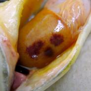 Fish liver showing dark red lesions due to C. shasta infection.