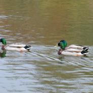 Male mallard ducks