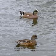 Male and female American wigeons