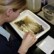 Picking Tubifex worms from sediment by hand.