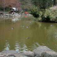 Upper Duck pond, Lithia Park, Ashland