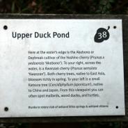 Upper Duck pond, Lithia Park, Ashland