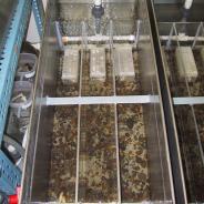 Triplicate flow-through system for exposing trout to M. cerebralis.