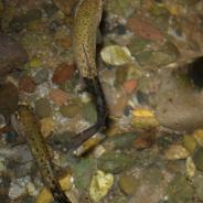 Rainbow trout infected with M. cerebralis.