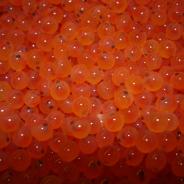 Rainbow trout 'eyed' eggs.