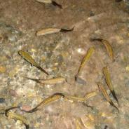 Rainbow trout infected with M. cerebralis, showing characteristic black tail.