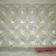 Tubifex worms in a cell-well plate.