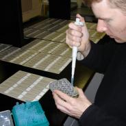 Pipeting waterborne actinospores onto glass slides.