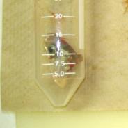 Half-head in tube prior to pepsin-trypsin digest.