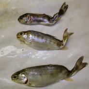 Rainbow trout infected with M. cerebralis.