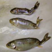 Rainbow trout infected with M. cerebralis.
