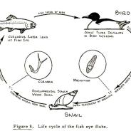 Life cycle of eye fluke (Diplostomum).