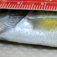 Nanophyetus metacercaria (black spots) on ventral surface of fish.