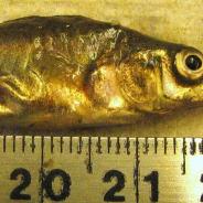 Eustrongylides nematode visible in side of stickleback.