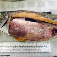 Philonema nematodes in mesenterial membranes of trout.