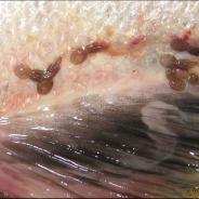 Adult sea lice on fish skin.