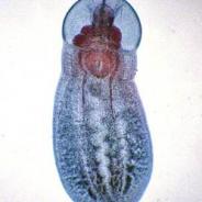 Posthodiplostomum minimum adult.