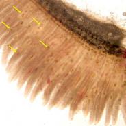 Trematode metacercariae (arrowed) in gills.