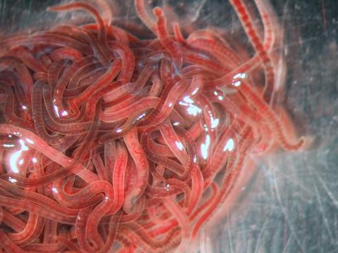 Lumbriculus worms.