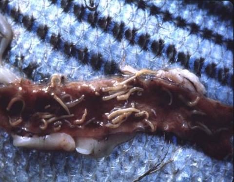 Acanthocephalans attached to inside of intestine.