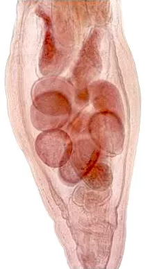 Male Echinorhynchus lageniformis.