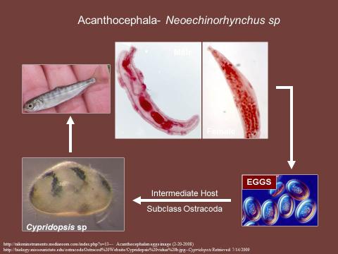 Life cycle of the acanthocephalan Neoechinorhynchus sp.