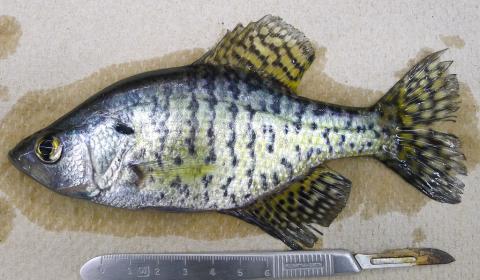 Black Crappie.