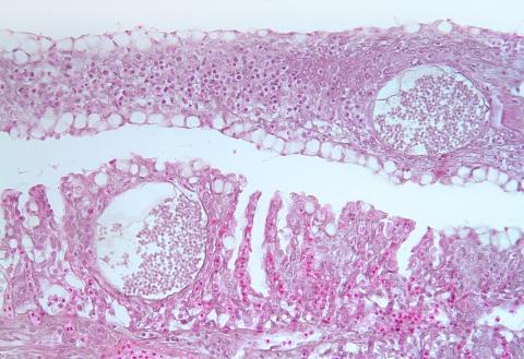 Dermocystidium in gills