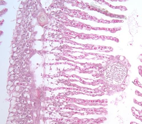 Dermocystidium in gills