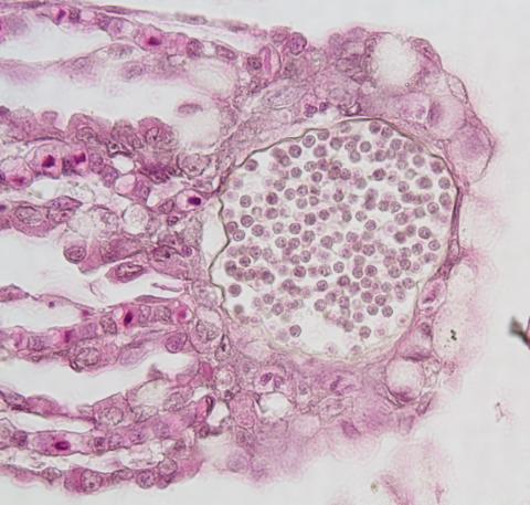 Dermocystidium in gills