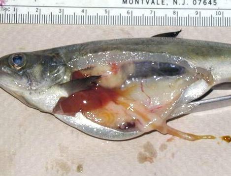 Chinook salmon with inflamed kidney due to BKD.