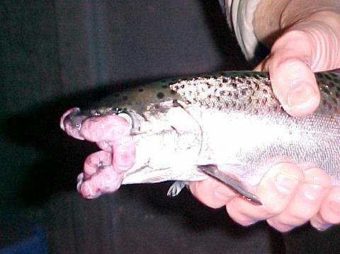 Tumors on lips of spring Chinook salmon.