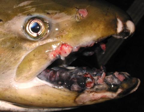 Tumors on lips of adult spring Chinook salmon.