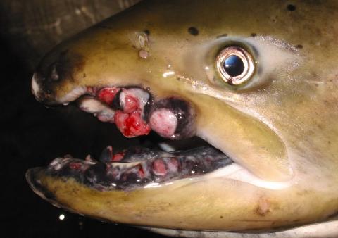 Tumors on lips of adult spring Chinook salmon.