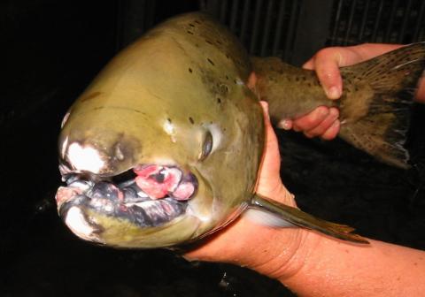 Tumors on lips of adult spring Chinook salmon.