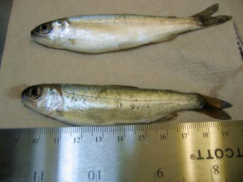 Trematode metacercariae forming dark bumps in skin of coho salmon.