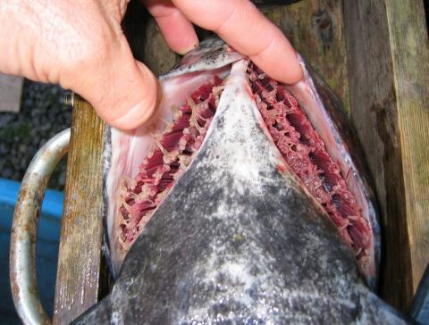 Adult sea lice (copepods) on gills of salmon.