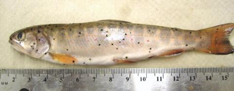 Fish infected with Neascus (spots).