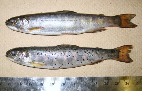 Comparison of normal fish (top) and fish infected with Neascus (bottom - spots).