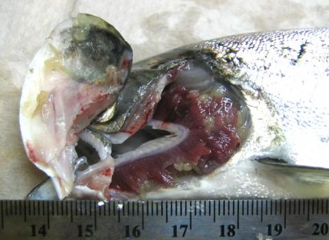 Salmincola adults on gills of salmon.
