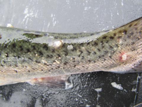 Sealice and feeding scars on skin of trout.