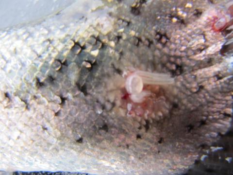 Sealice feeding on skin of trout.