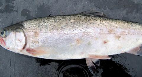 Sealice and feeding scars on skin of salmon.