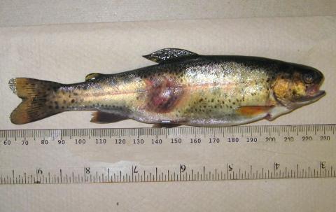 Bacterial lesion on side of trout.