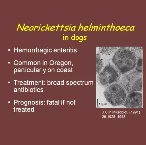 Neorickettsia summary info slide.