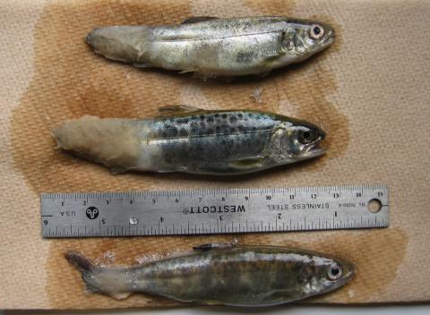 Fungal infections in tails of trout.